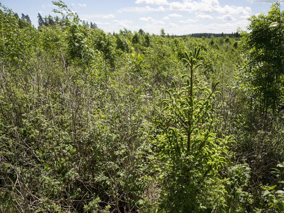 Taimikon varhaisperkaus vähentää hiilen sitoutumista ja lisää hiilen vapautumista ilmakehään. Toisaalta tuotantopuuston kasvu kiihtyy.