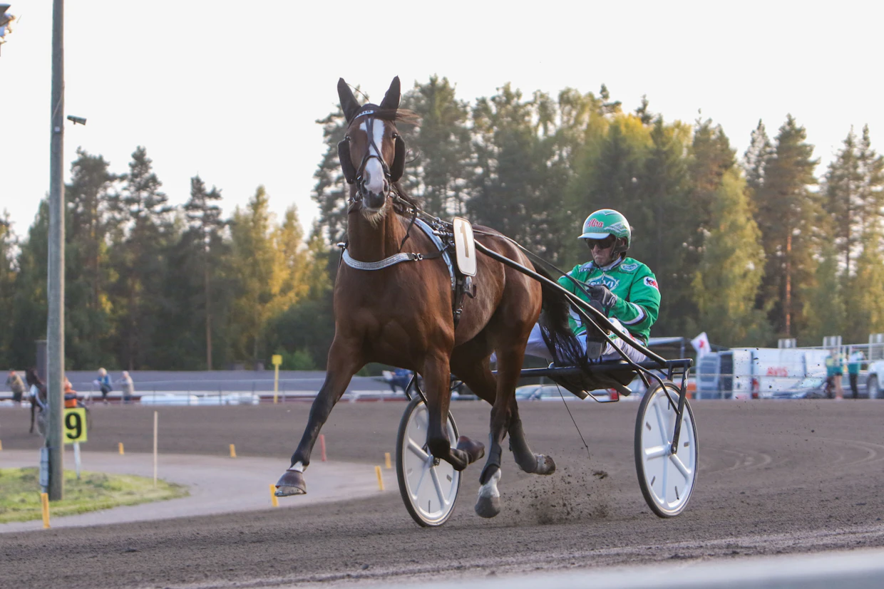 Callela Evelyn on yksi Pohjolan voittosaumoista perjantaina, vaikka taulussa paljon kirjaimia onkin. Kuvassa tammaa ohjastaa Ari Moilanen.