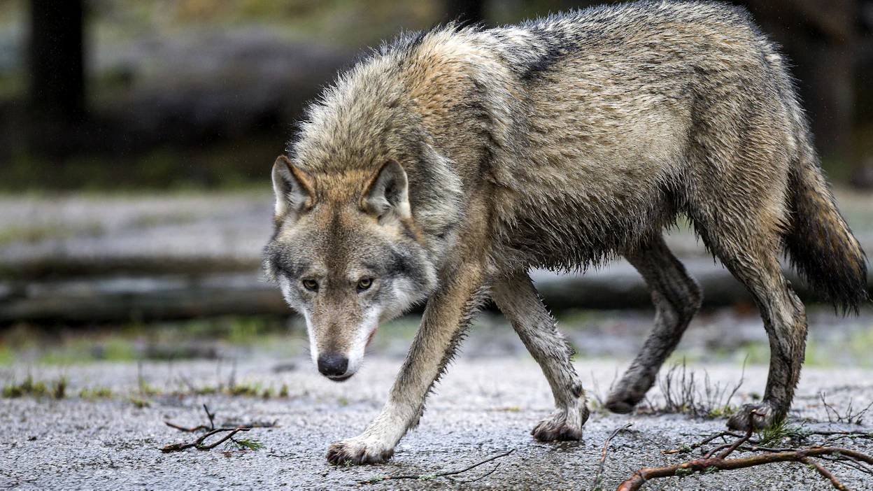 Lieksassa liikkunut susi oli tottunut ihmisten välittömään läheisyyteen ja se käyttäytyi ihmistä kohtaan pelottomasti. Kuvituskuva.