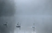 Samalla järvellä on joutsenpari ja sen kaksi poikasta. Kuvituskuvassa emo ja kolme poikasta.