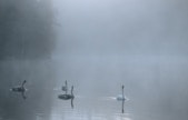 Samalla järvellä on joutsenpari ja sen kaksi poikasta. Kuvituskuvassa emo ja kolme poikasta.