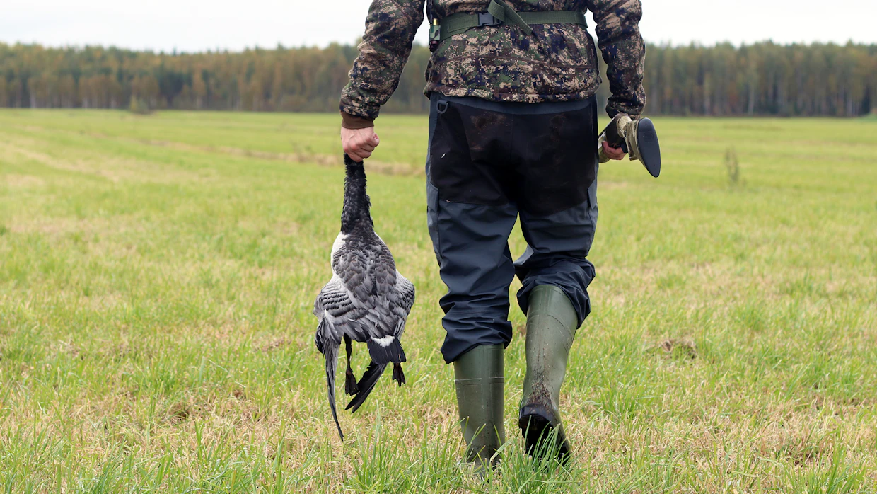 Valkoposkihanhen suojametsästystä koskeva lakimuutos astuu voimaan 1.syyskuuta, jolloin hanhien metsästys voidaan aloittaa.