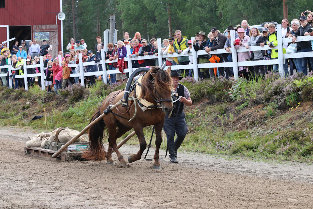 Etutopeva osoitti suomenhevosille ominaista hienoa vetotekniikkaa. Lantiota laskemalla ja takajalkoja koukistamalla se saa hiekkasäkeillä lastatun reen liikkeelle. Matti Pakarinen kannustaa.