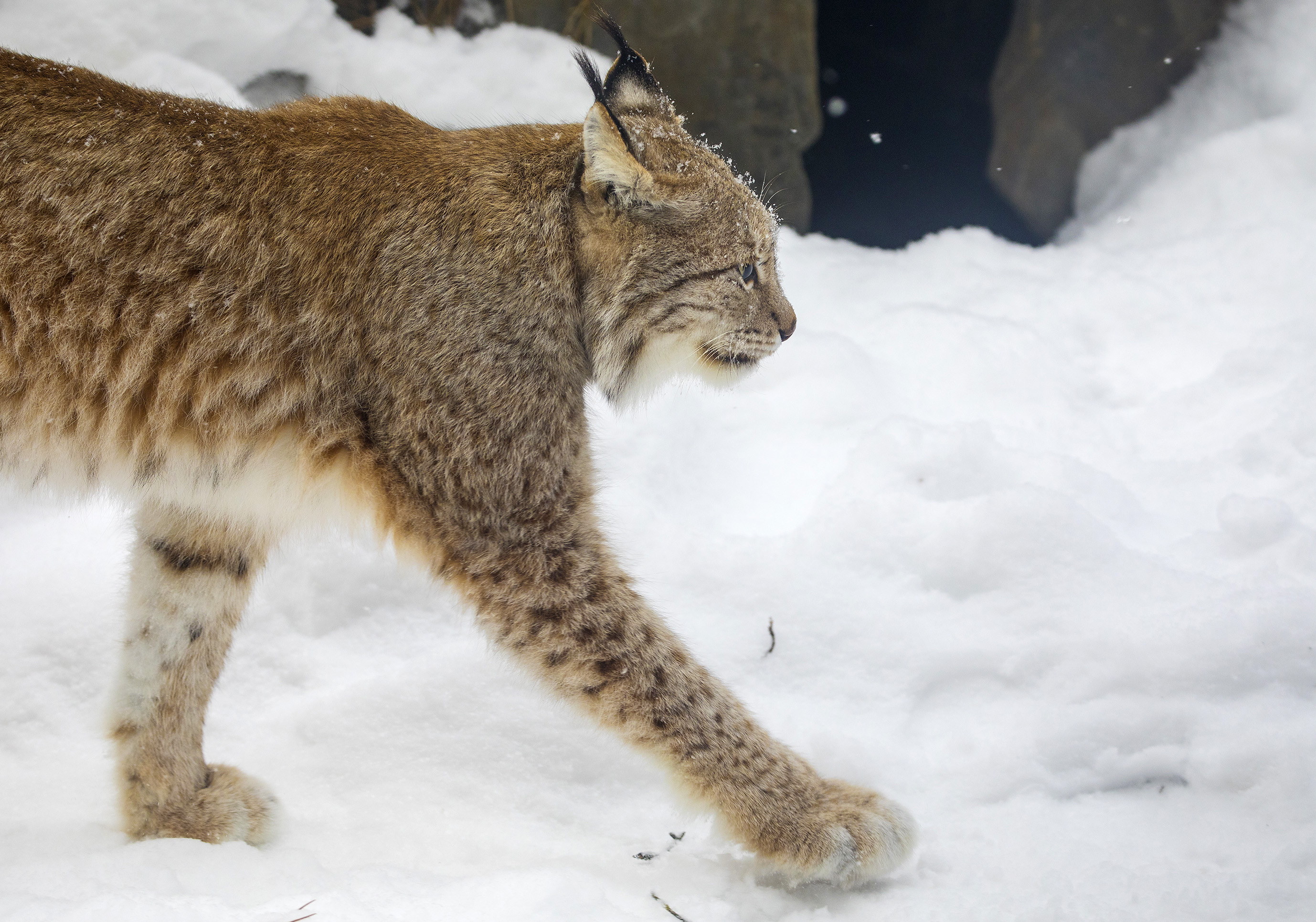 Ilvekset aiheuttavat hyvin harvoin vaaraa ihmiselle. Kuvan eläin ei liity tapaukseen.