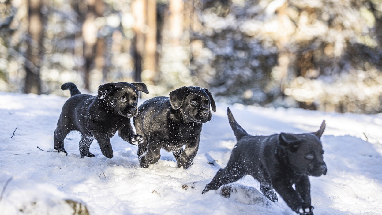 Vantaalaisen April Mist -kennelin seitsemänviikkoiset labradorinnoutajanpennut telmivät lähimetsässä joka päivä.