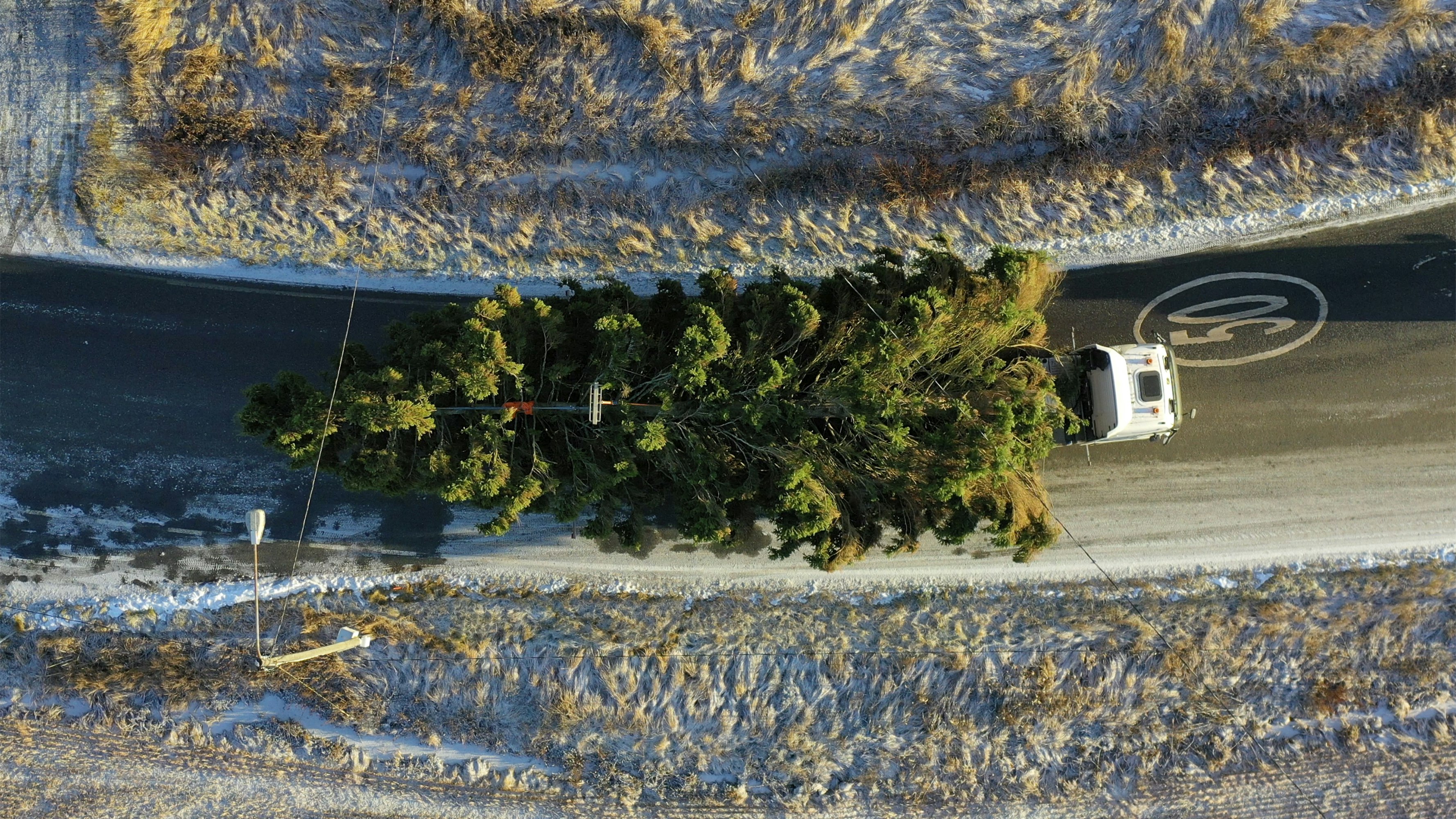 Vaikka tämän vuoden kuusta kuvailtiin hoikaksi, se vaatii melkein koko maantien leveyden. Puu painoi noin 4,7 tonnia.