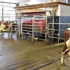 Karjataloudessa ja maitotiloilla sähkön hinnalla on merkittävä kustannusvaikutus.