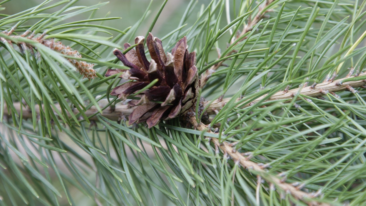 Männynkävyt ovat kauniita ja sopivat joulukoristeluun.