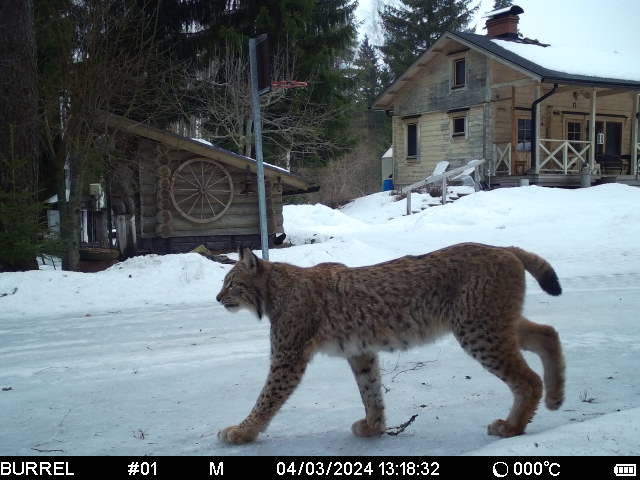 Komea ilves lukijan lähettämässä riistakameran kuvassa. 