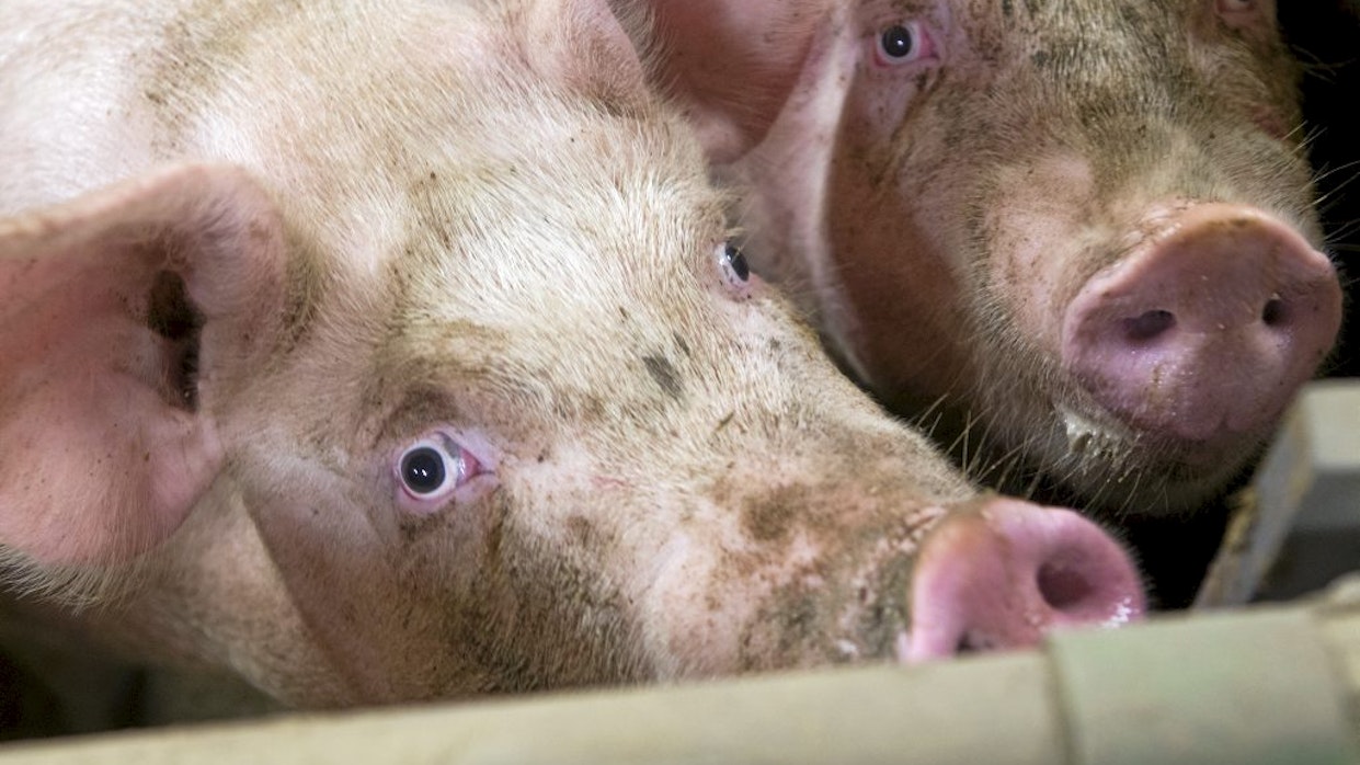 Yläsavolaisen yrittäjän siat tuomittiin menetetyiksi valtiolle. Kuvituskuva ei liity tapaukseen.