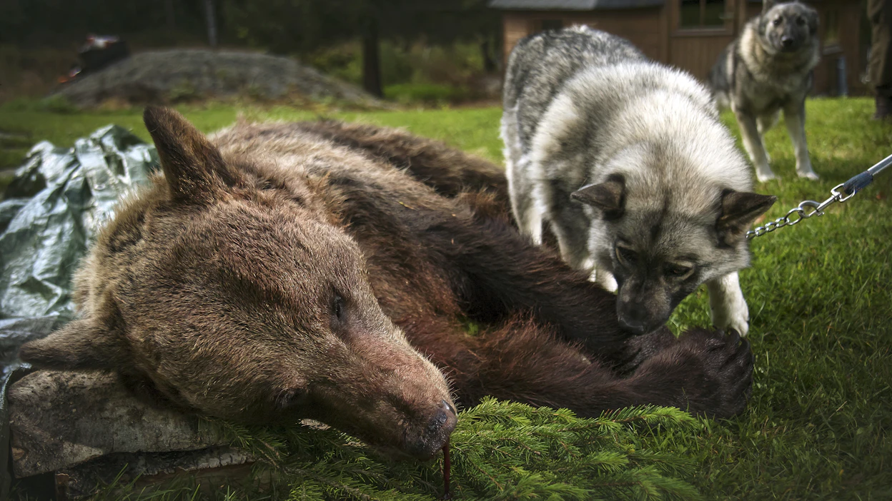 Karhun metsästys on jäänyt väliin useampana vuonna ja karhukanta on kasvanut noin 15 prosentin vuosivauhtia.
