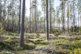 Riittävän suuri yhteismetsä takaa tasaisen tulovirran metsänomistajille.
