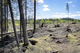 Mitä enemmän stressiä hyönteistuhot aiheuttavat puille, sitä enemmän kaasuja ne vapauttavat.