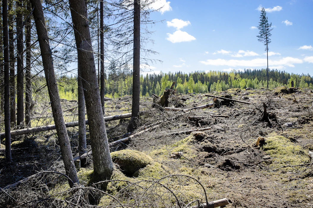 Mitä enemmän stressiä hyönteistuhot aiheuttavat puille, sitä enemmän kaasuja ne vapauttavat.