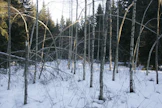 Mitä kauenmmin puu on ollut taipuneena, sitä vaikeampaa suoristuminen on.