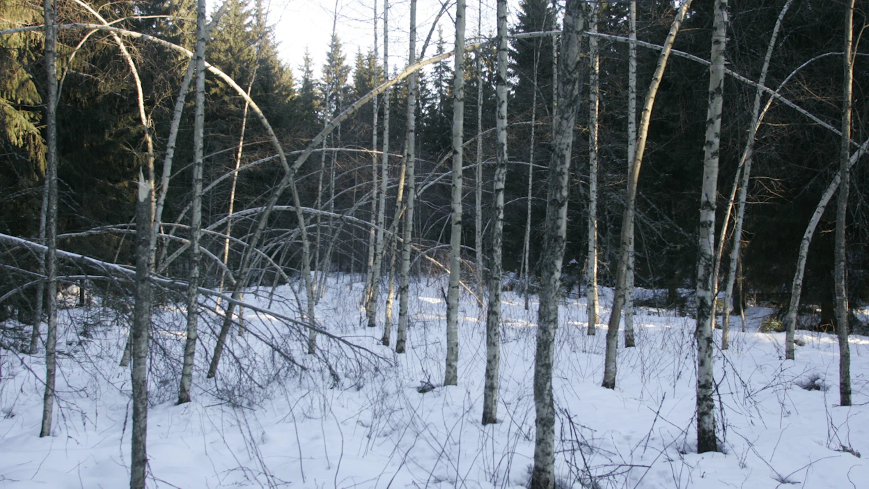 Nuoret, ohutrunkoiset lehtipuut taipuvat herkästi lumen painosta, ja niihin jää mutkia.