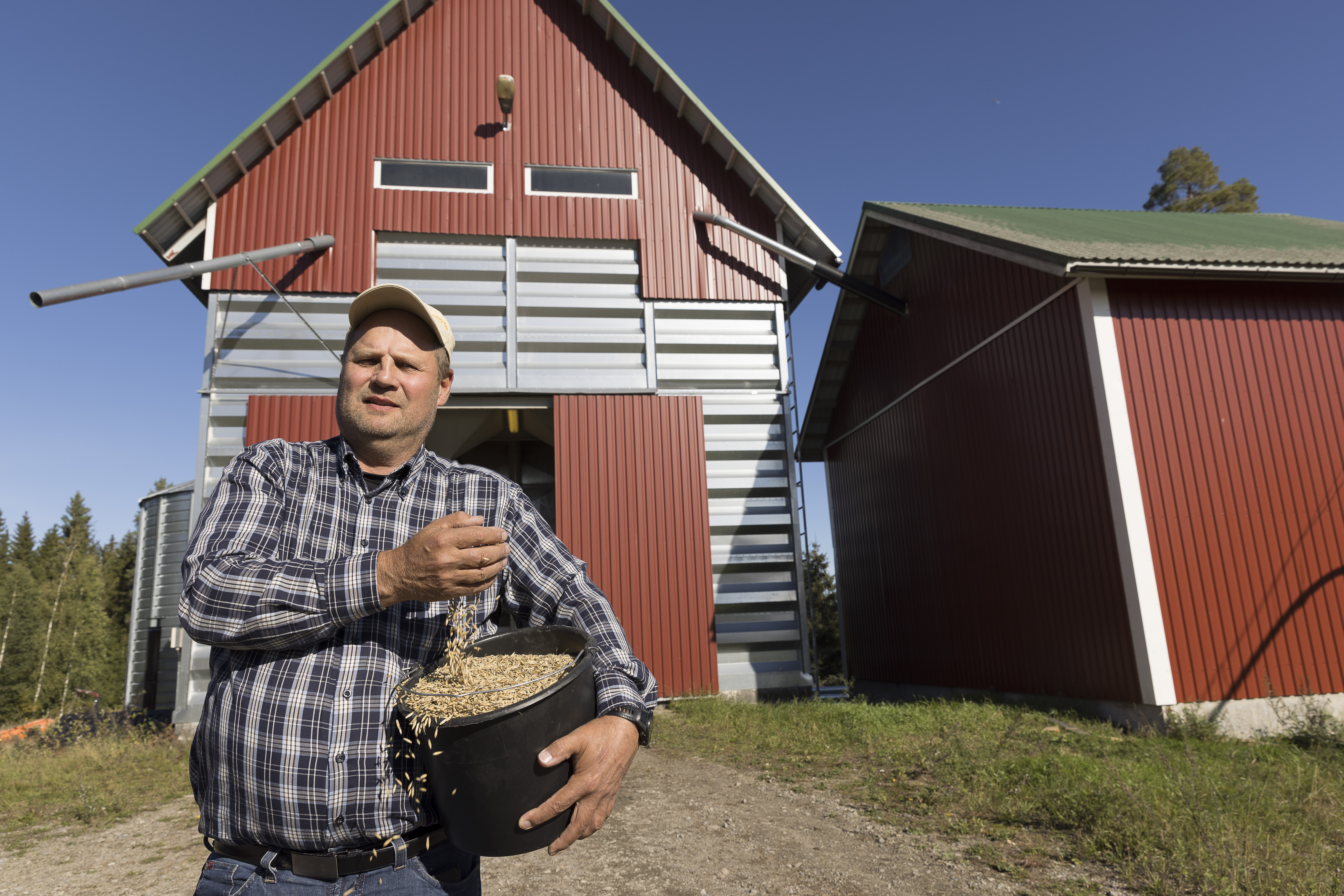 Maatalousyrittäjä Kari Ilmonen kuvailee kaurasatoaan kohtuulliseksi. Kasvukauden aikana haasteita Rutalahdessa riitti, muun muassa poikkeuksellisen pitkän kuivuusjakson muodossa.