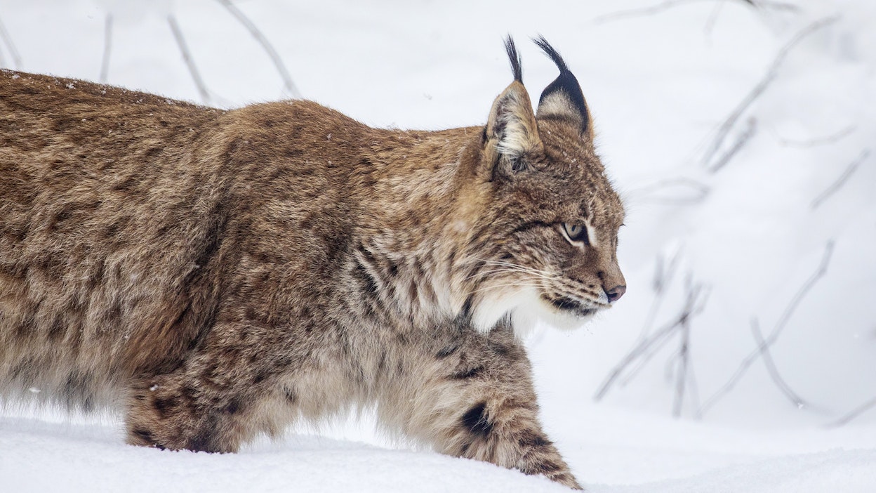 Hallinto-oikeus kaipasi tarkempia perusteluja.