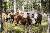 Nämä lempääläläisen Innilän tilan luonnonlaiduntajat ovat tehokkaita monimuotoisuuden ylläpitäjiä.