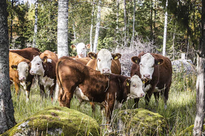 Nämä lempääläläisen Innilän tilan luonnonlaiduntajat ovat tehokkaita monimuotoisuuden ylläpitäjiä.