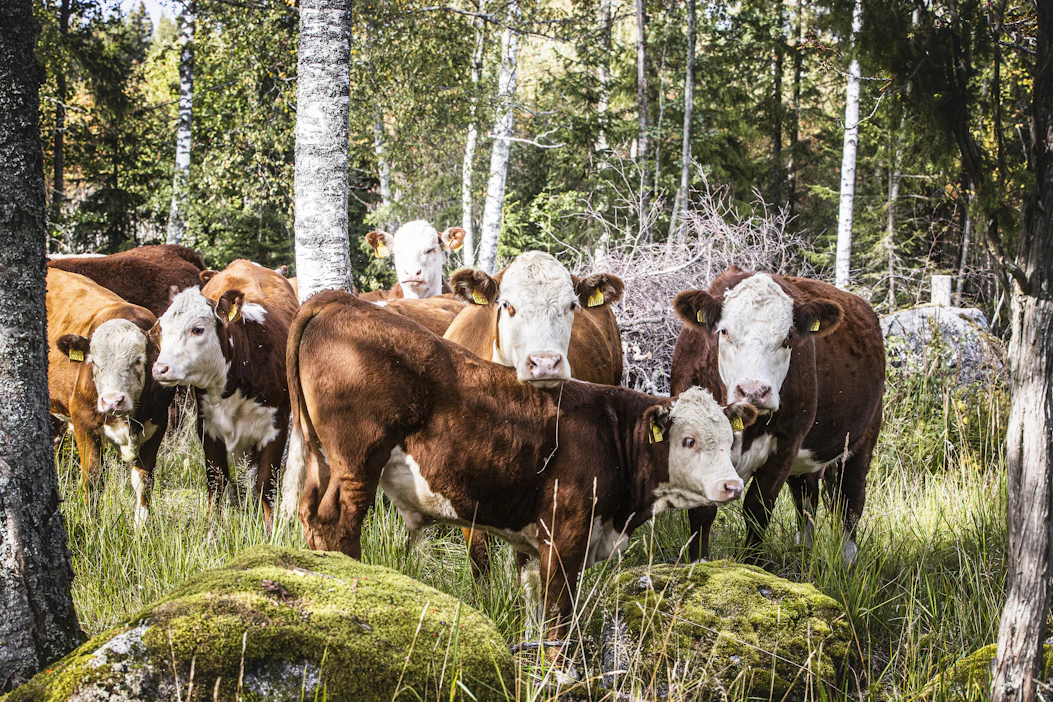 Syynä eläinpalkkioiden muutoksiin ovat huomautukset, joita Suomi sai EU-komissiolta.
