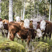 Nämä lempääläläisen Innilän tilan luonnonlaiduntajat ovat tehokkaita monimuotoisuuden ylläpitäjiä.