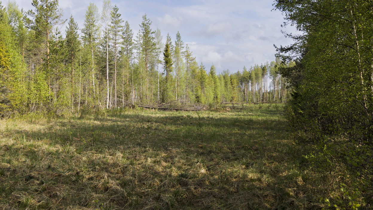 Metsitystukea voi hakea esimerkiksi viljelystä poistuneiden peltojen metsittämiseen.