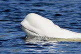 Useimmiten arktisilla merialueilla tavattava maitovalas eli beluga voi kasvaa yli viisimetriseksi ja painaa toistatuhatta kiloa. Kuvituskuva. AFP/LEHTIKUVA.