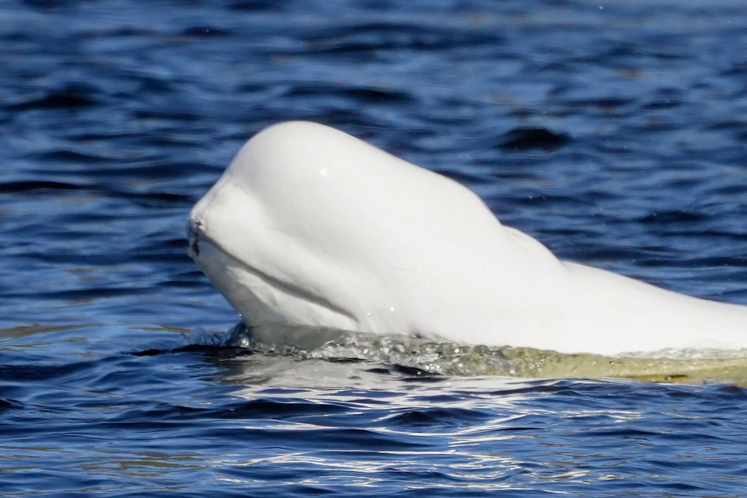 Useimmiten arktisilla merialueilla tavattava maitovalas eli beluga voi kasvaa yli viisimetriseksi ja painaa toistatuhatta kiloa. Kuvituskuva. AFP/LEHTIKUVA.