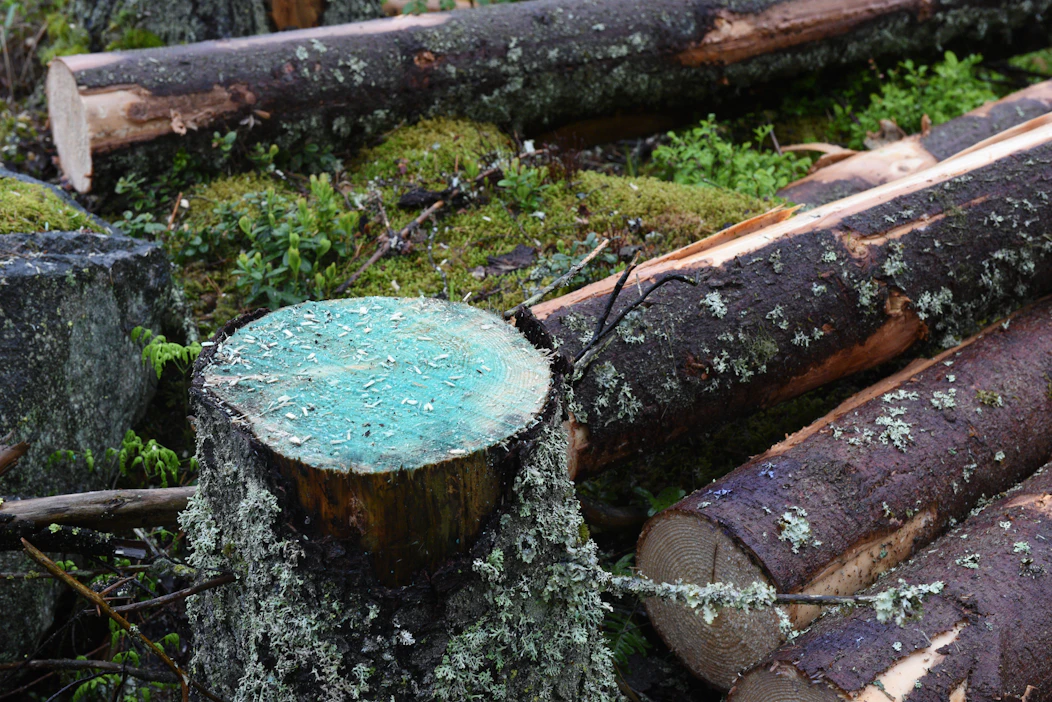 Kantokäsittely pitää tehdä huolellisesti erityisesti terveissä metsiköissä. Kantokäsittelyn teho edellyttää, että kasvinsuojeluaine saadaan levitetyksi kantojen koko leikkauspinnalle.
