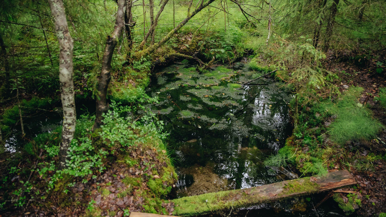 Metsistä halutaan pitää huolta myös muuten, kuin puun tuottamisen näkökulmasta, korostaa kirjoittaja. Kuvituskuvassa on lähde.