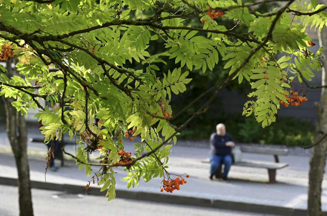 Elokuun toiseksi viimeistä viikonloppua saadaan viettää Suomessa suurelta osin aurinkoisessa säässä. LEHTIKUVA / Heikki Saukkomaa.