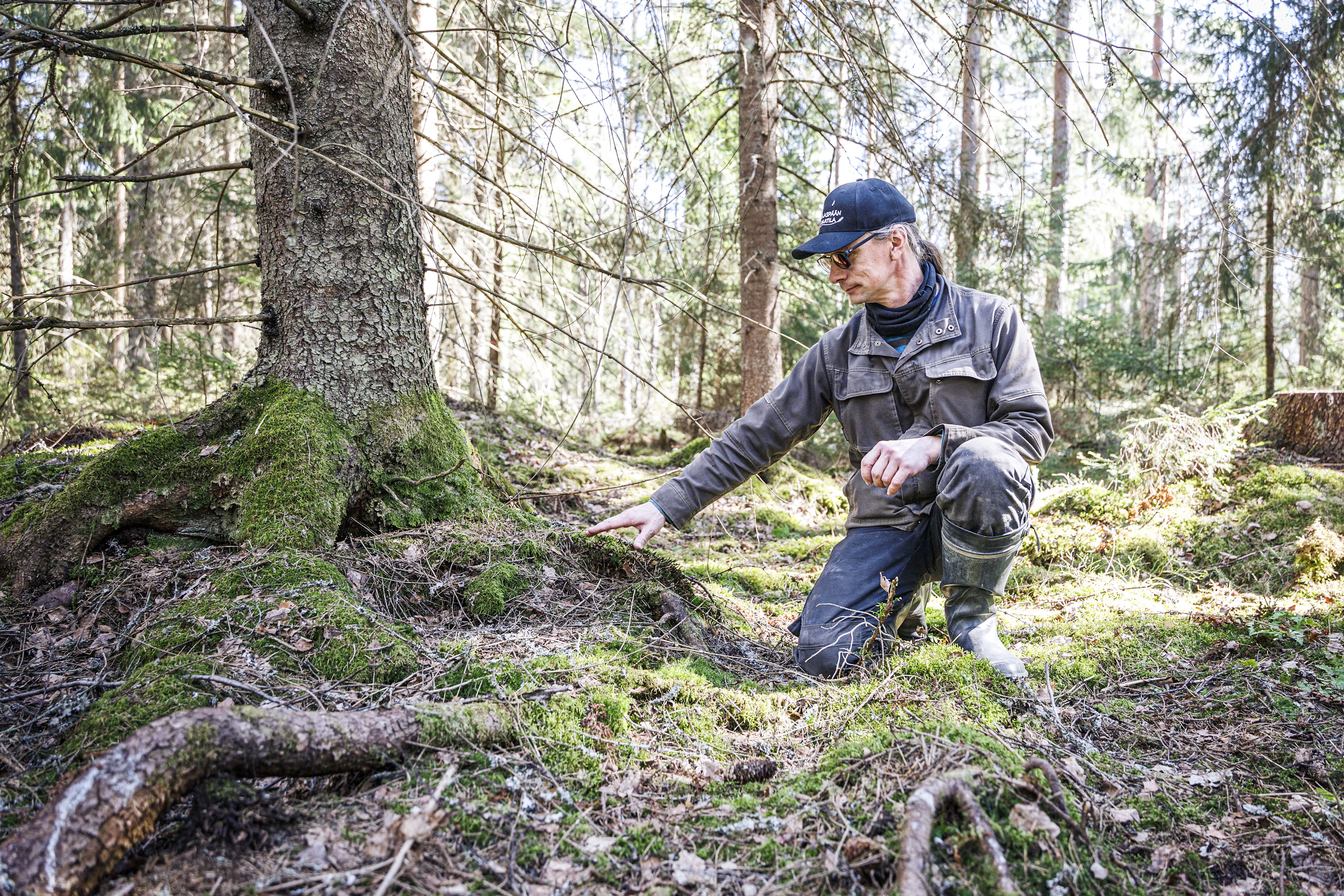 Kalle Kivelä havainnollistaa, miten turvemaa on hajonnut ja painunut ojituksen seurauksena.