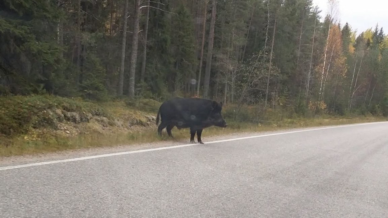 Kookas villisika ilmaantui yllättäen metsästä autotien reunaan.