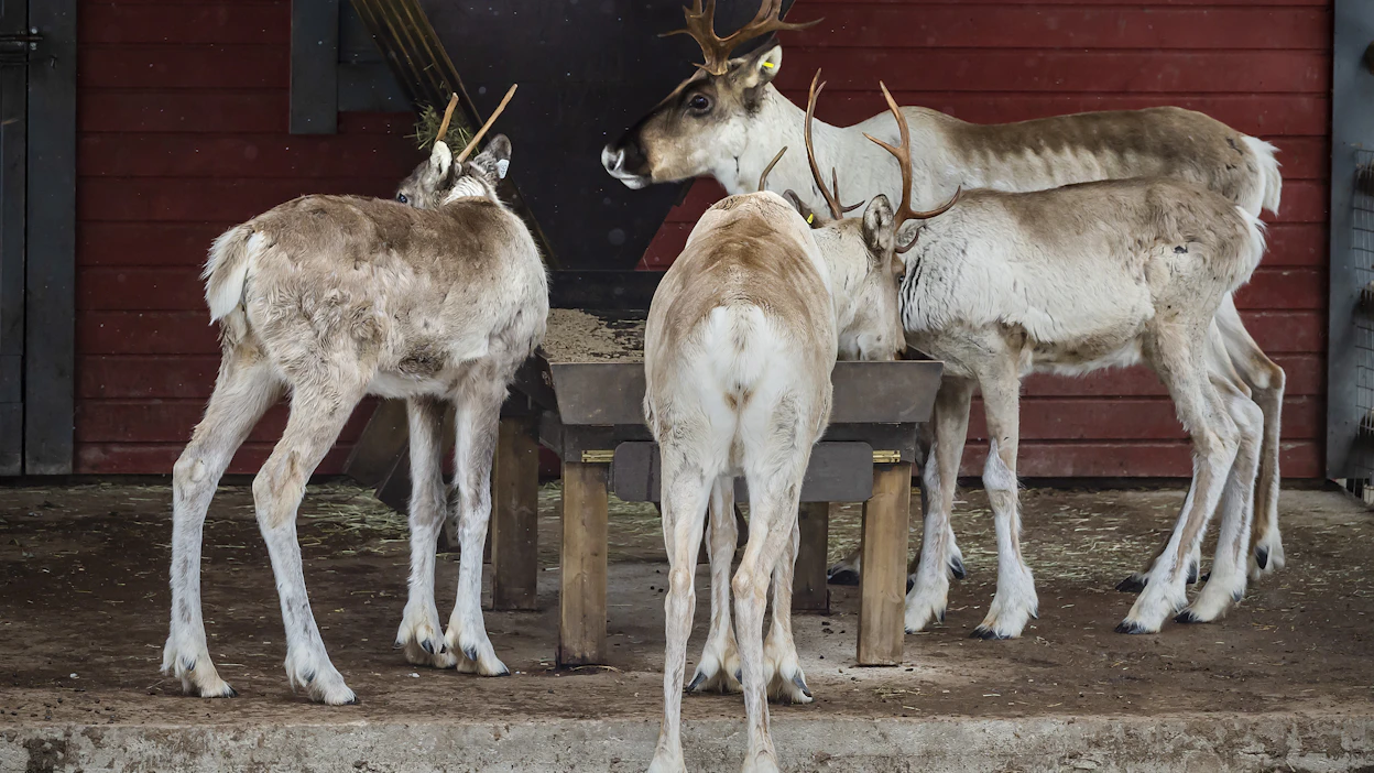 Ähtärin eläinpuiston eläimille, kuten poroille, on tulossa apua maanviljelijöiltä.