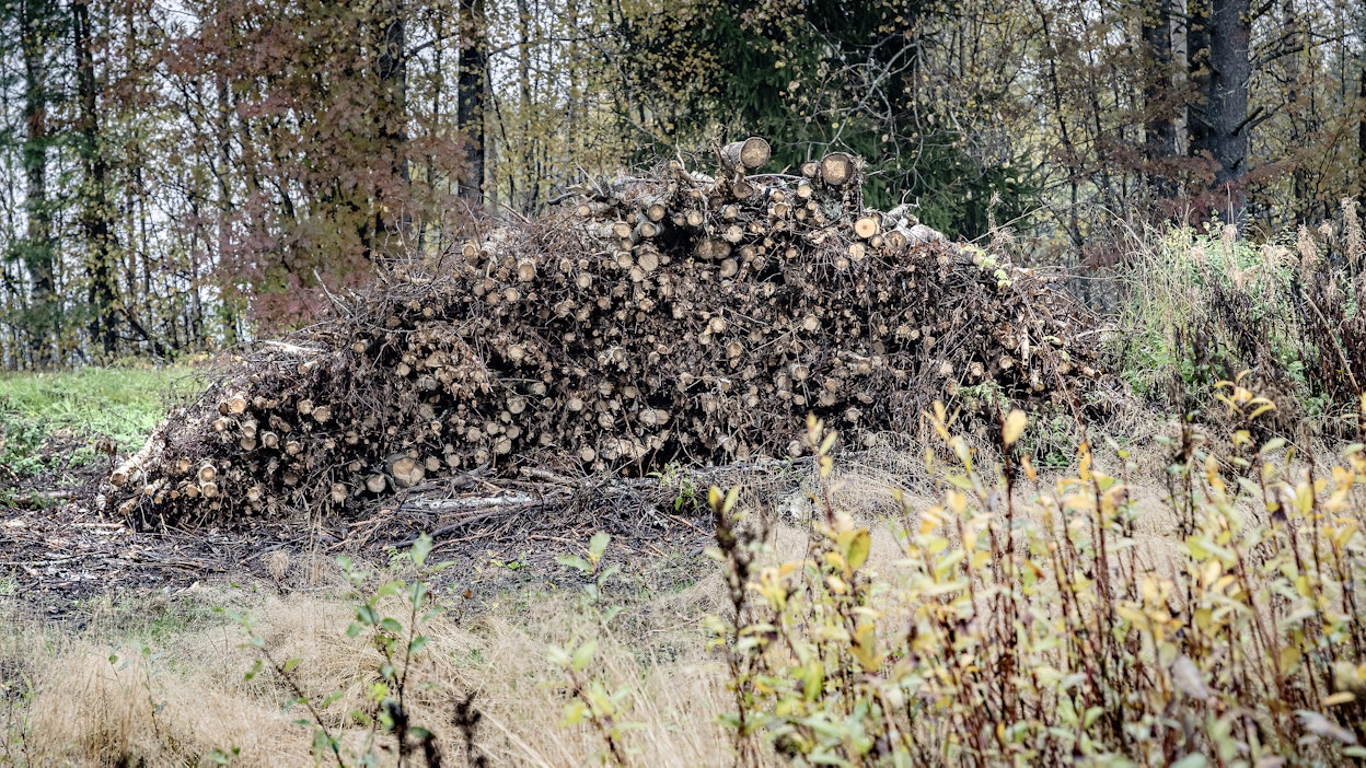 Harvennuspuuta energiaksi. Kuvituskuva.