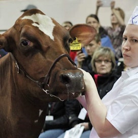 Sanna Savikolla on pitkä kokemus eläinnäyttelyistä. Vuonna 2014 hän voitti lehmänsä Savinnan &amp; Uusi-Suon Enkelinsiiven kanssa showmanship- eli eläintenkäsittelykilpailun.