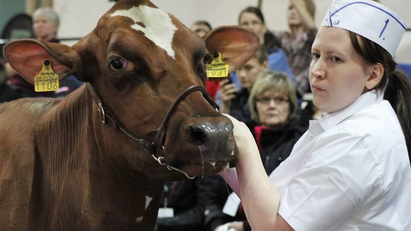 Sanna Savikolla on pitkä kokemus eläinnäyttelyistä. Vuonna 2014 hän voitti lehmänsä Savinnan &amp; Uusi-Suon Enkelinsiiven kanssa showmanship- eli eläintenkäsittelykilpailun.