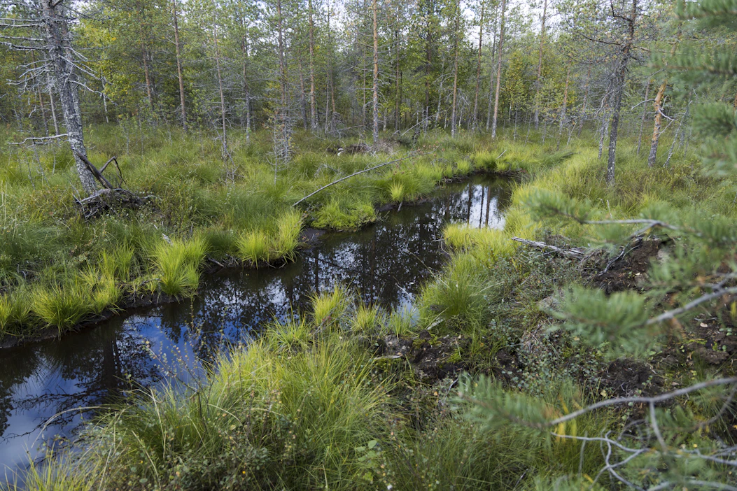 Kirjoittajien mielestä suometsien ennallistamisen yhetydessä voitaisiin hakata puut teollisuuden käyttöön.