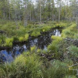 Kirjoittajien mielestä suometsien ennallistamisen yhetydessä voitaisiin hakata puut teollisuuden käyttöön.