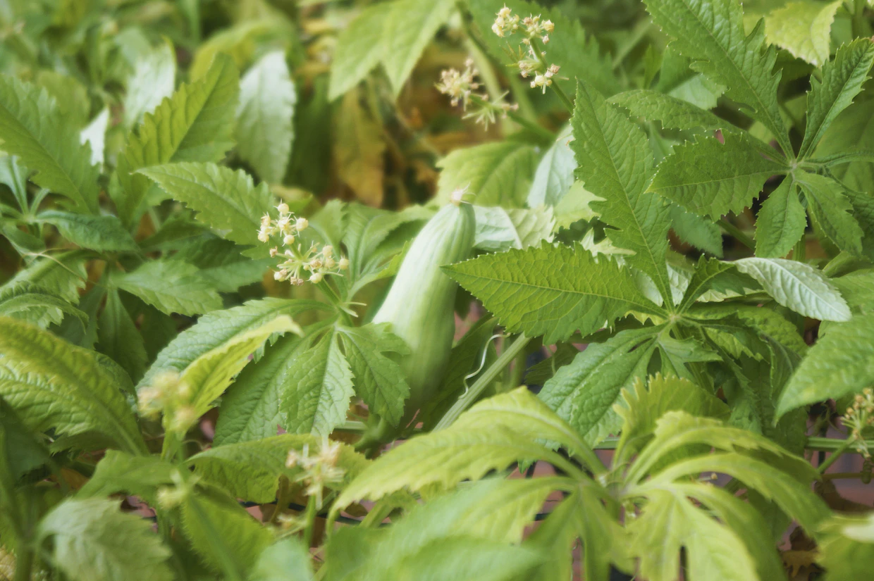 Herkkuhyppykurkku (Cyclanthera pedata) sinkauttaa siemenensä ilmaan, kun hedelmä on täysin kehittynyt.