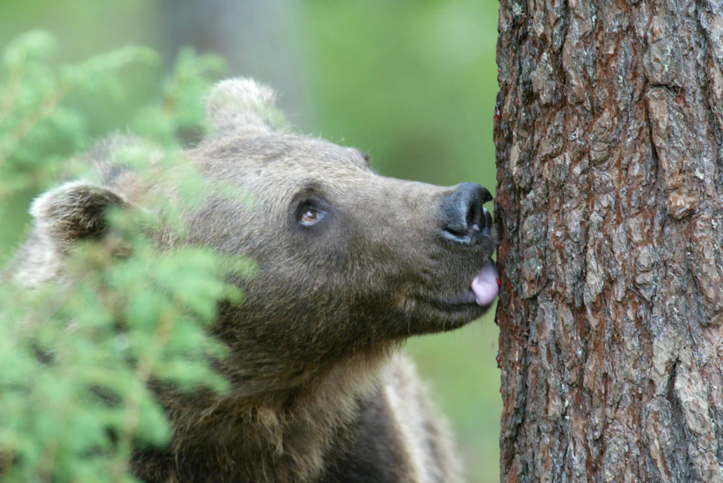 Karhu on metsästyslain perusteella aina rauhoitettu. Kuvan karhu ei liity tapaukseen.