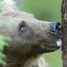 Tämän syksyn karhujahdissa kaadettiin 152 karhua. Kannanhoidollisen karhunmetsästyksen jatkosta ei ole toistaiseksi tietoa tai varmuutta.