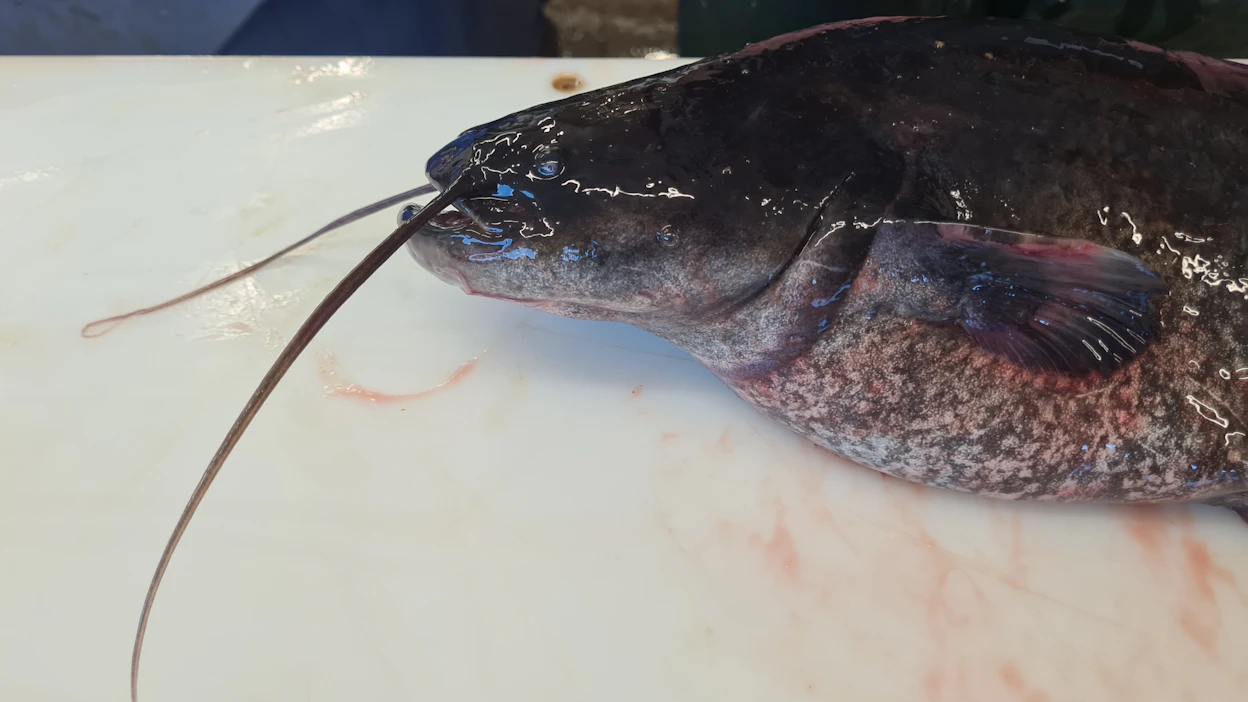 Monni oli Kotkan poikia ilman siipiä mutta ei ilman viiksiä, joista kalastaja Antero Halonen sen monniksi tunnistikin. Kuvan otti tuoreeltaan hänen vaimonsa Paula Halonen.