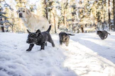 Koira on Suomen suosituin lemmikki, ja sen ylläpitoon ollaan nyt valmiita investoimaan suuria summia.