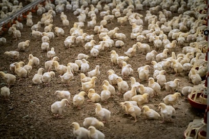 Suomessa lintuinfluenssaa ei ole todettu siipikarjatiloilla. Kuvassa seitsemän vuorokauden ikäisiä suomalaisia broilertipuja. 