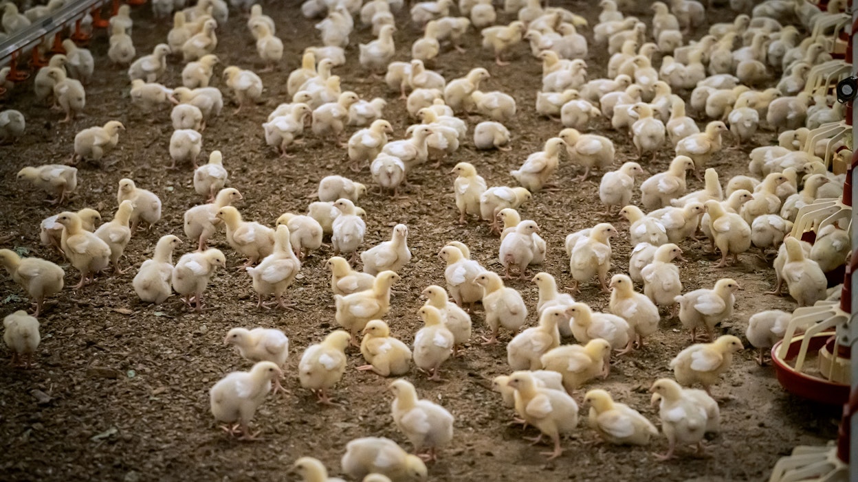 Suomessa lintuinfluenssaa ei toistaiseksi ole todettu tuotantosiipikarjassa.