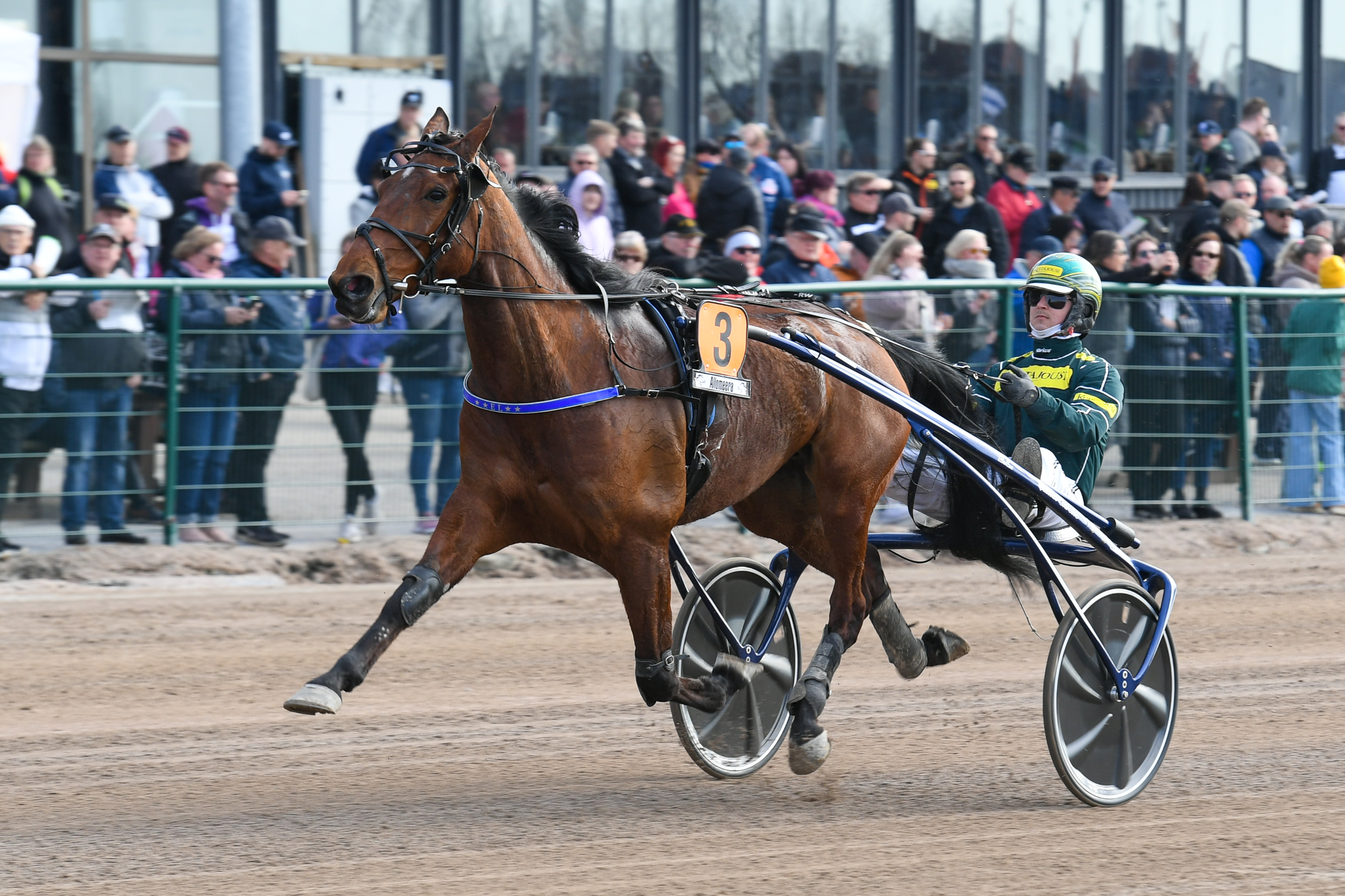 EL Indeed on pelaajien luottohevonen Teivossa. Se kilpailee hopeadivisioonafinaalissa suursuosikkina. Hannu Torvinen ohjastaa Elina Laakkosen tammaa.