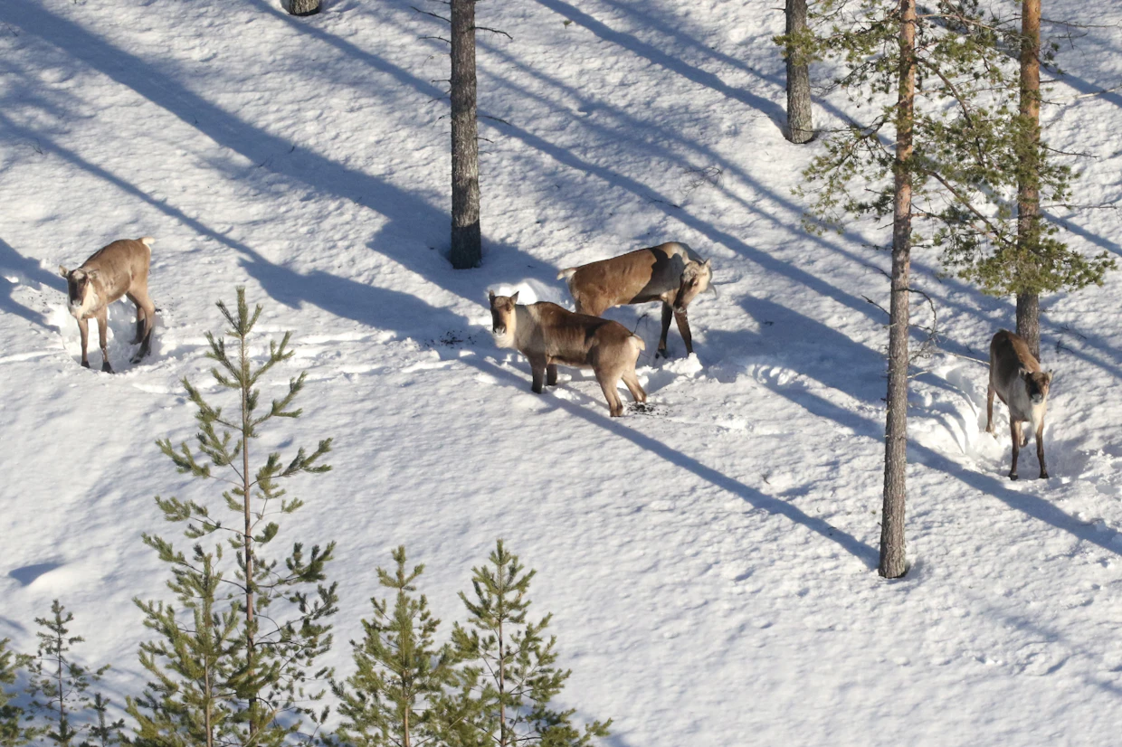 Liiallinen metsästys johti Suomessa eläneen alalajin katoamiseen 1800–1900-lukujen taitteessa.