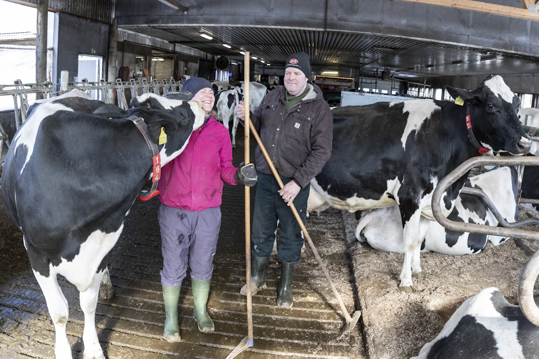 "Kukas se siinä", tuumii yksi Mari ja Ville Alasen holsteinvaltaisen karjan jäsenistä. Lehmiä on lypsyssä 71, nuorkarjan kanssa nuppiluku on 145.